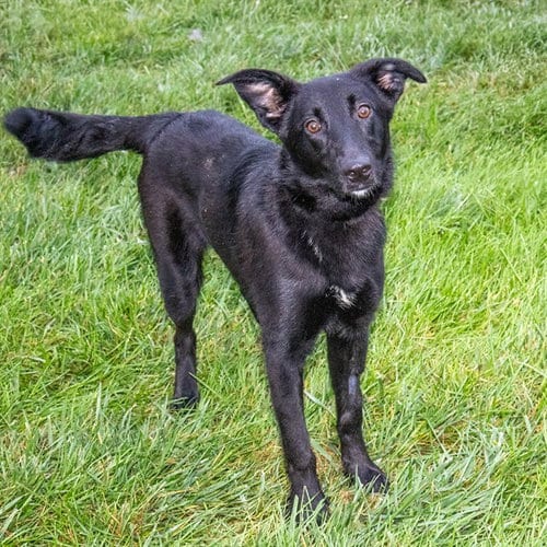 Photo of Sydney, adoptable German Shepherd Dog in Maryland, Missouri