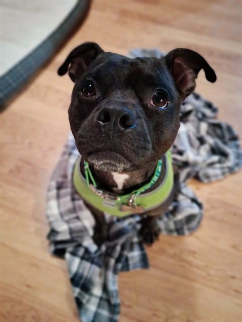 Photo of Blackjack, adoptable dog in Palmetto, Florida