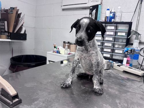 Photo of Fred, adoptable Australian Cattle Dog/Blue Heeler in San Andreas, California