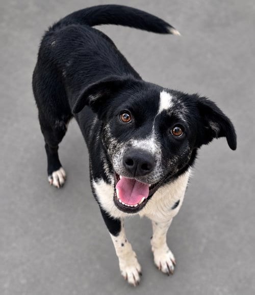 Photo of Miss Chompers, adoptable Border Collie in Burnsville, North Carolina