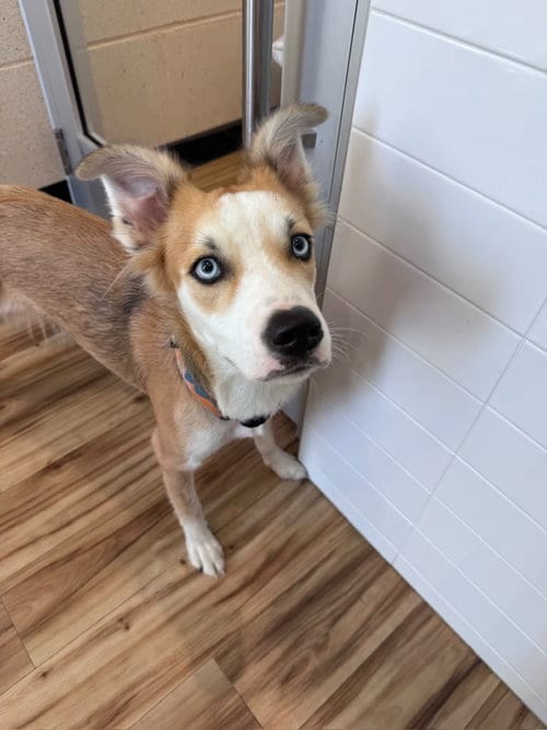 Photo of Moji, adoptable Labrador Retriever in Rowlett, Texas