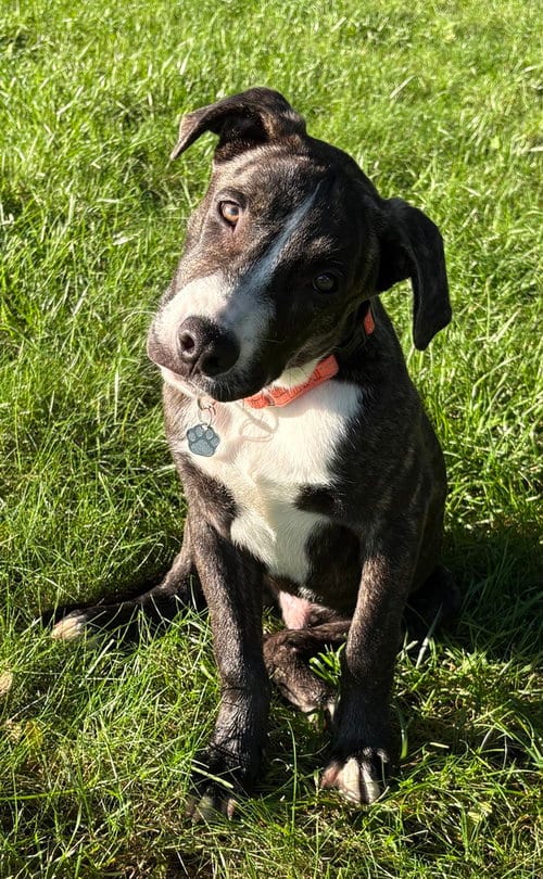 Photo of Porter Wagoner, adoptable Pit Bull Terrier in Mundelein, Illinois