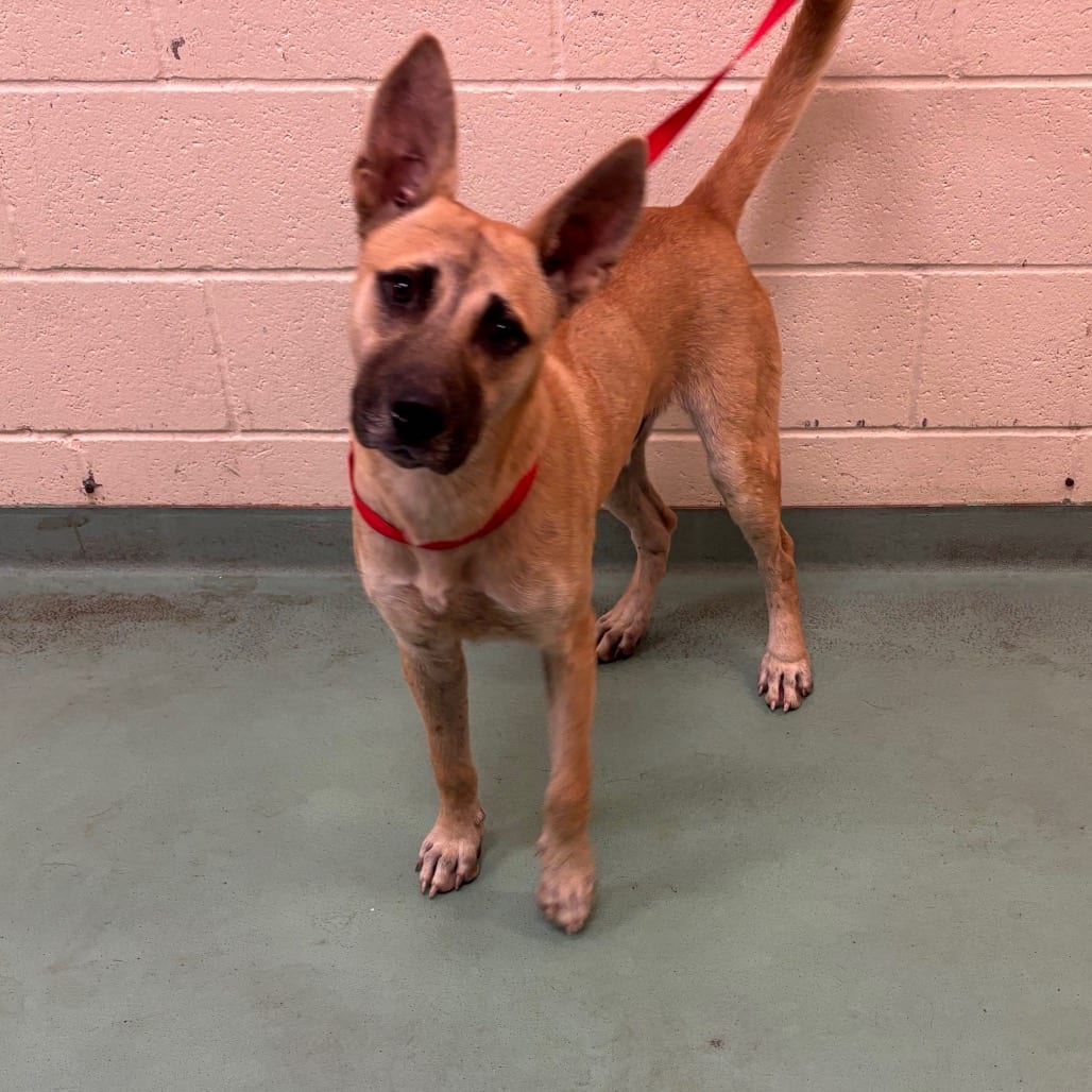 Photo of Orlando, adoptable dog