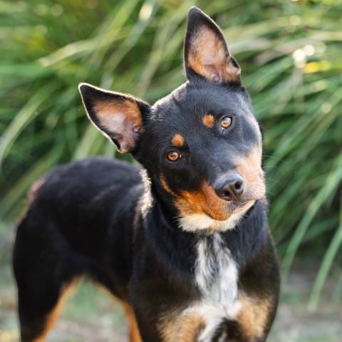 Photo of Greta, adoptable Australian Cattle Dog/Blue Heeler in Camarillo, California