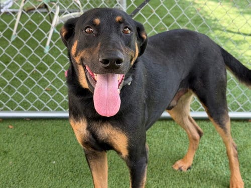 Photo of Mario, adoptable Doberman Pinscher in Los Angeles, California