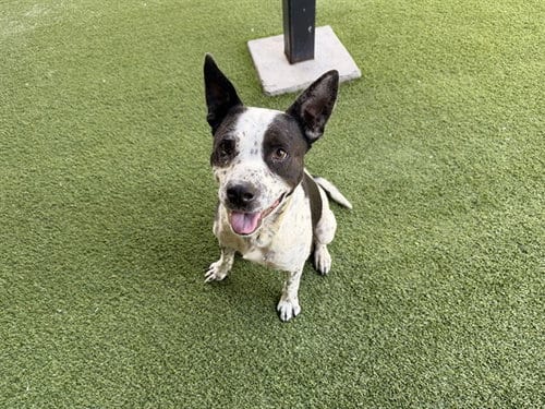 Photo of Gorlog, adoptable Australian Cattle Dog/Blue Heeler in Garland, Texas
