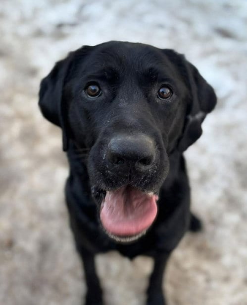 Photo of Kepsi, adoptable Labrador Retriever in Matawan, New Jersey