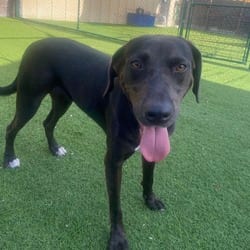 Photo of Virginia Woof 2449, adoptable Mixed Breed (Medium) in Loxahatchee, Florida