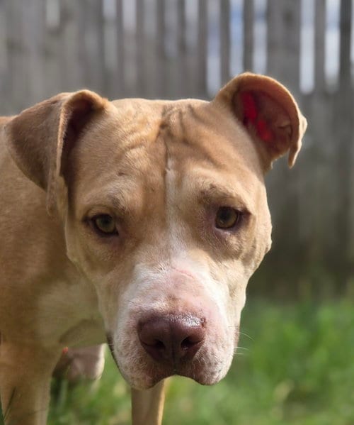 Photo of Prince, adoptable American Pit Bull Terrier in Jackson, Mississippi