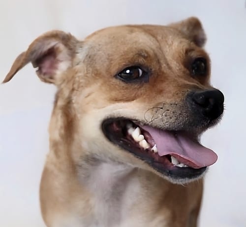 Photo of Tom, adoptable Chihuahua in Pasadena, California