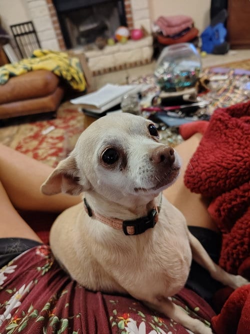 Photo of Maggie, adoptable Chihuahua in Pipe Creek, Texas