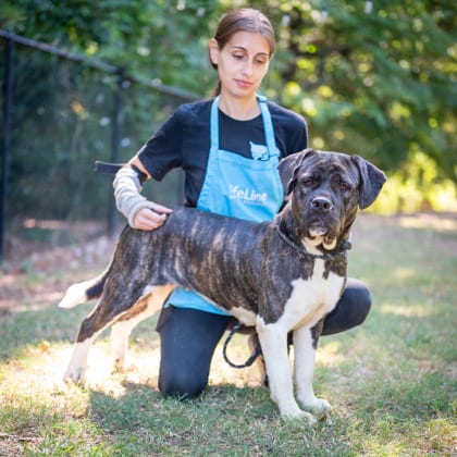 Photo of Pristine, adoptable dog in Chamblee, Georgia