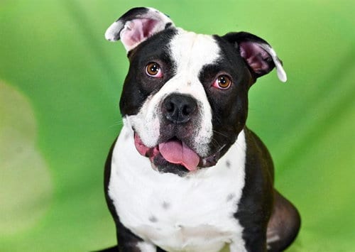 Photo of Oreo, adoptable American Bulldog in Ft Lauderdale, Florida
