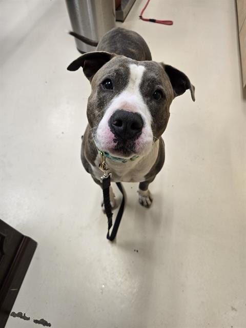 Photo of Haymitch, adoptable Pit Bull Terrier mix in Center Township, Pennsylvania