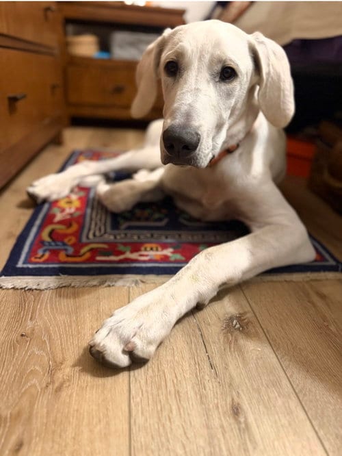 Photo of Yeti, adoptable Great Dane in MIDWAY, Utah