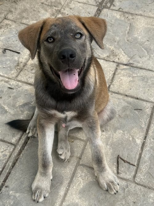 Photo of Willie Nelson, adoptable Australian Cattle Dog/Blue Heeler in Fenton, Missouri