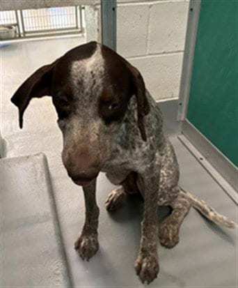 Photo of A256881, adoptable German Shorthaired Pointer in Visalia, California