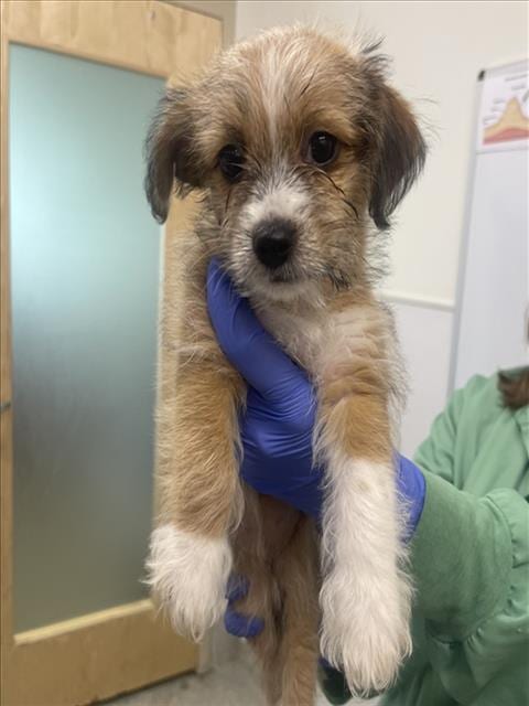 Photo of Dyllis, adoptable Cairn Terrier in Fort Collins, Colorado