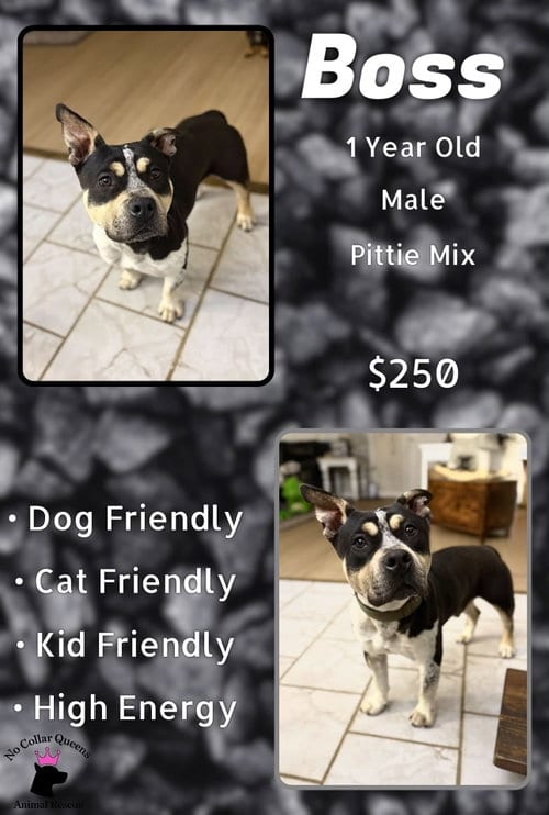 Photo of Boss, adoptable Pit Bull Terrier in Jacksonville, North Carolina