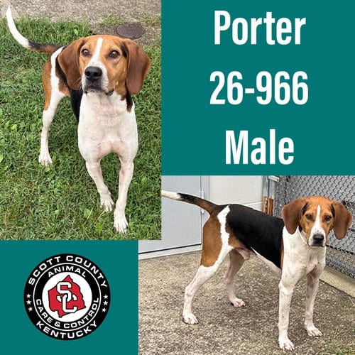Photo of Porter, adoptable Hound in Georgetown, Kentucky