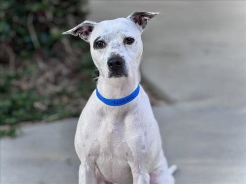 Photo of Boomer, adoptable Pit Bull Terrier in San Pedro, California