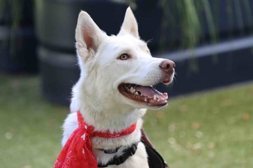Photo of Blanca, adoptable Siberian Husky in Walnut Creek, California