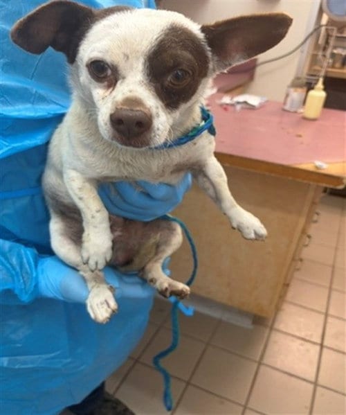 Photo of Bill, adoptable Chihuahua in Santa Barbara, California