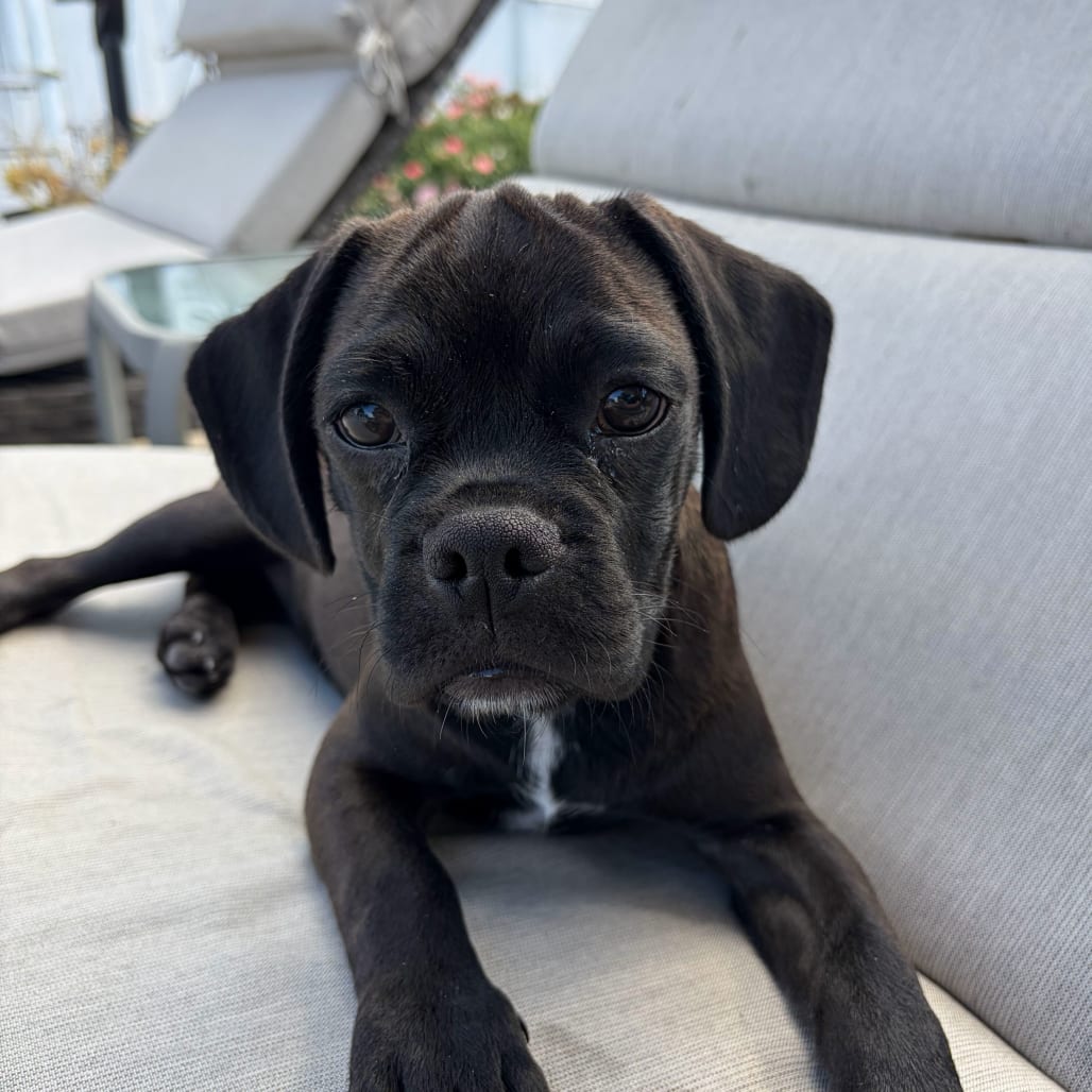 Photo of Junie, adoptable Pug / Beagle in Raleigh area, North Carolina