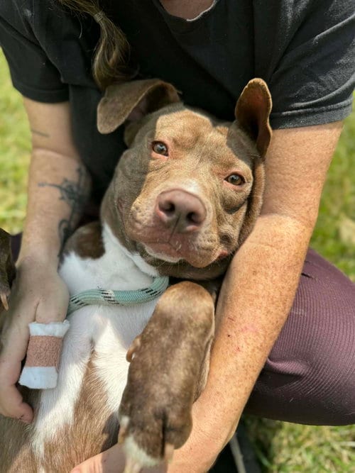 Photo of Copper, adoptable Bullmastiff in Cincinnati, Ohio