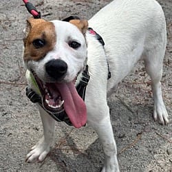 Photo of Earl, adoptable Hound (Unknown Type) Mixed Breed (Medium) in Washington, District of Columbia