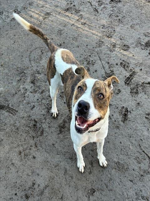 Photo of Tiana, adoptable Pit Bull Terrier in Riverside, California