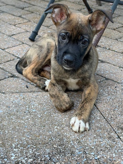 Photo of Snickers, adoptable Mountain Cur in Willingboro, New Jersey