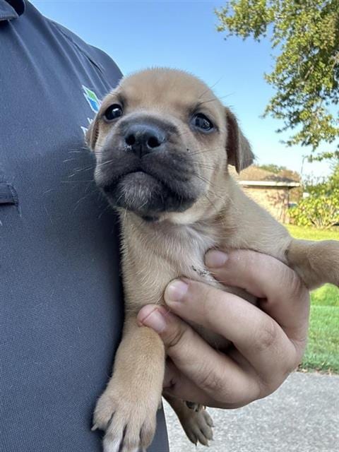 Photo of A661934, adoptable Labrador Retriever in Houston, Texas
