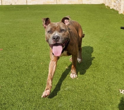 Photo of Blade, adoptable Terrier, American Pit Bull/Mix