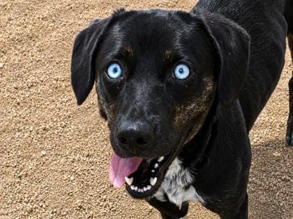 Photo of Phoebe, adoptable dog in Georgetown, Texas