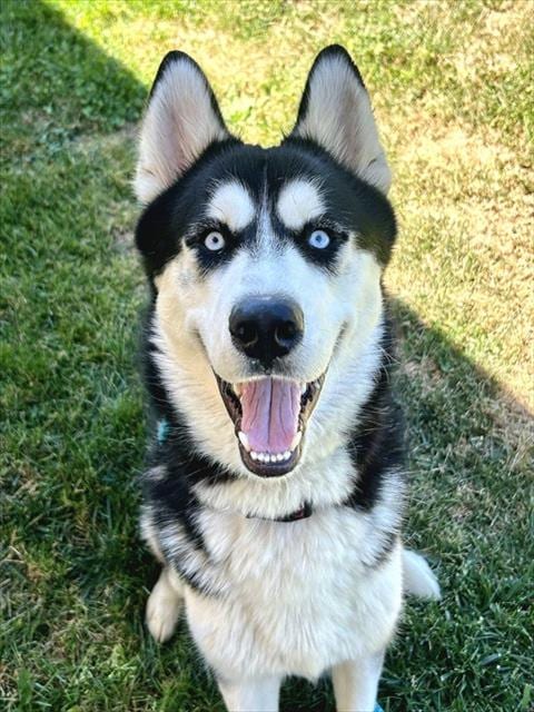 Photo of Nanook, adoptable Siberian Husky in Sacramento, California