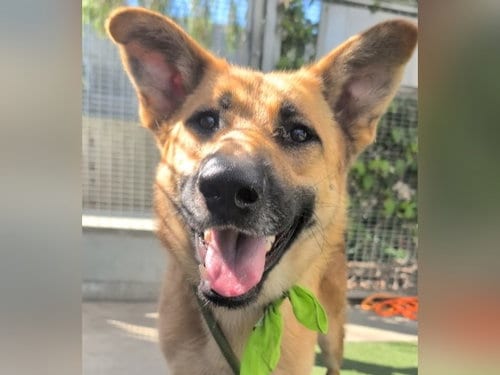 Photo of Benny, adoptable German Shepherd Dog in San Pedro, California