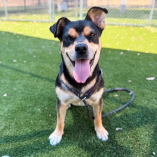 Photo of Wally, adoptable Pit Bull Terrier in Los Angeles, California