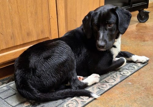 Photo of Brooks, adoptable Labrador Retriever in Mountain View, Arkansas
