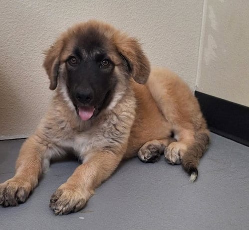 Photo of Joshua, adoptable Anatolian Shepherd in Rockwall, Texas