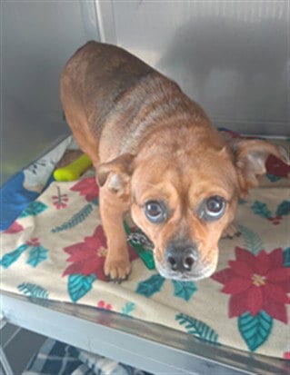 Photo of Karen, adoptable Chihuahua in Baldwin Park, California