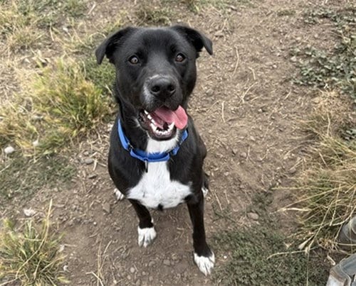 Photo of Tracer, adoptable Labrador Retriever in McKinleyville, California