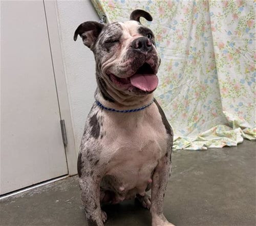 Photo of Morgan, adoptable Staffordshire Bull Terrier in Rosenberg, Texas