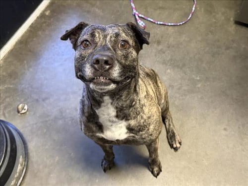 Photo of Hila, adoptable Pit Bull Terrier in Tulsa, Oklahoma