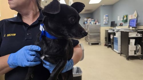 Photo of Jake, adoptable Chihuahua in Riverside, California