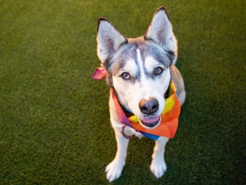 Photo of Silver, adoptable Siberian Husky in Phoenix, Arizona
