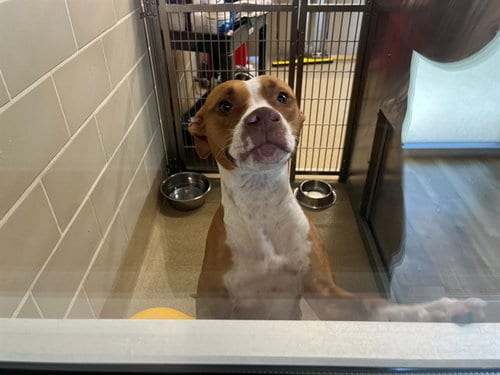 Photo of Reba, adoptable American Staffordshire Terrier in Grand Prairie, Texas