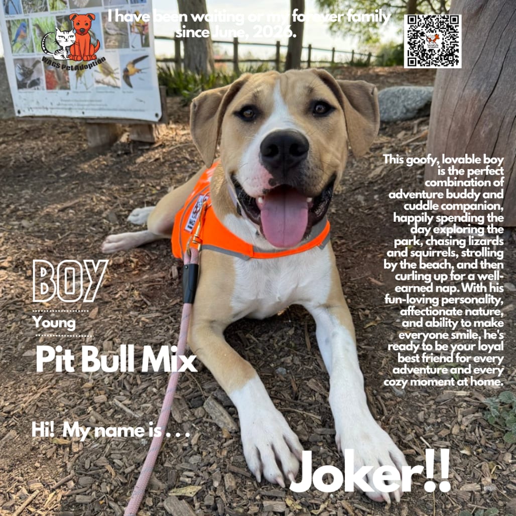 Photo of Joker, adoptable Terrier, Pit Bull in Westminster, California