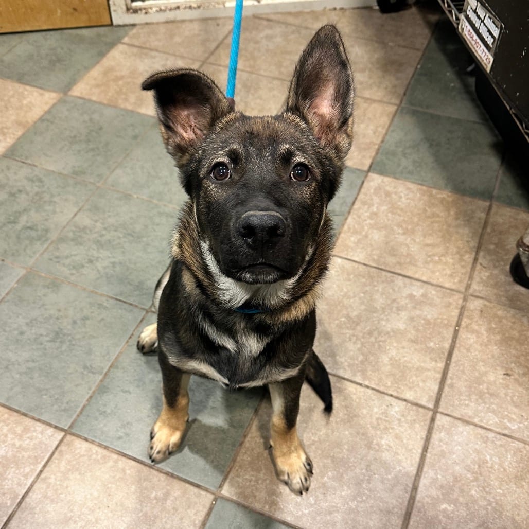 Photo of Levi, adoptable Mixed Breed (Medium) in Chattanooga, Tennessee