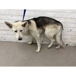Photo of Dean, adoptable Husky in San Bernardino, California